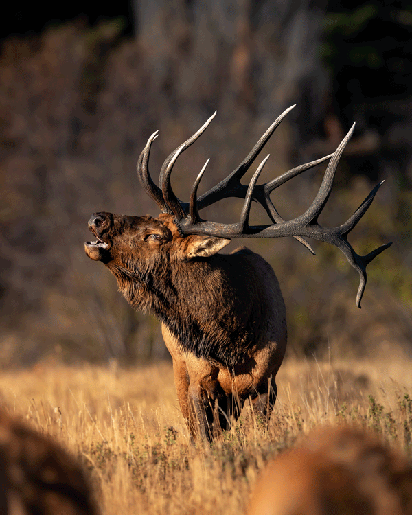 Giant Bull Elk Bugling