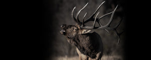 Bull Elk Beard